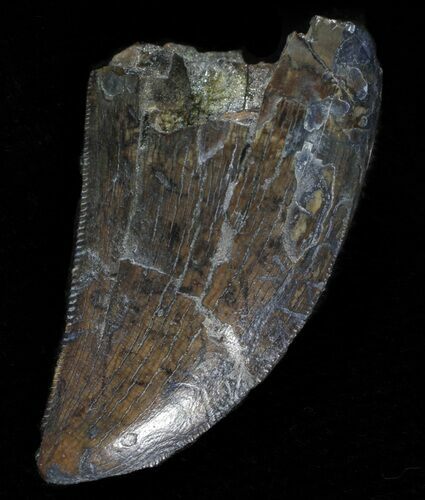 Tyrannosaur Tooth - Judith River Formation, Montana #63117